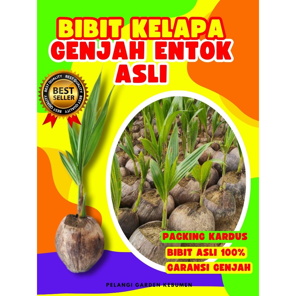 KUALITAS UNGGUL.. Bibit Kelapa Kopyor Besar, Bibit Kelapa Kopyor Genjah, Bibit Kelapa Kopyor Genjah 
