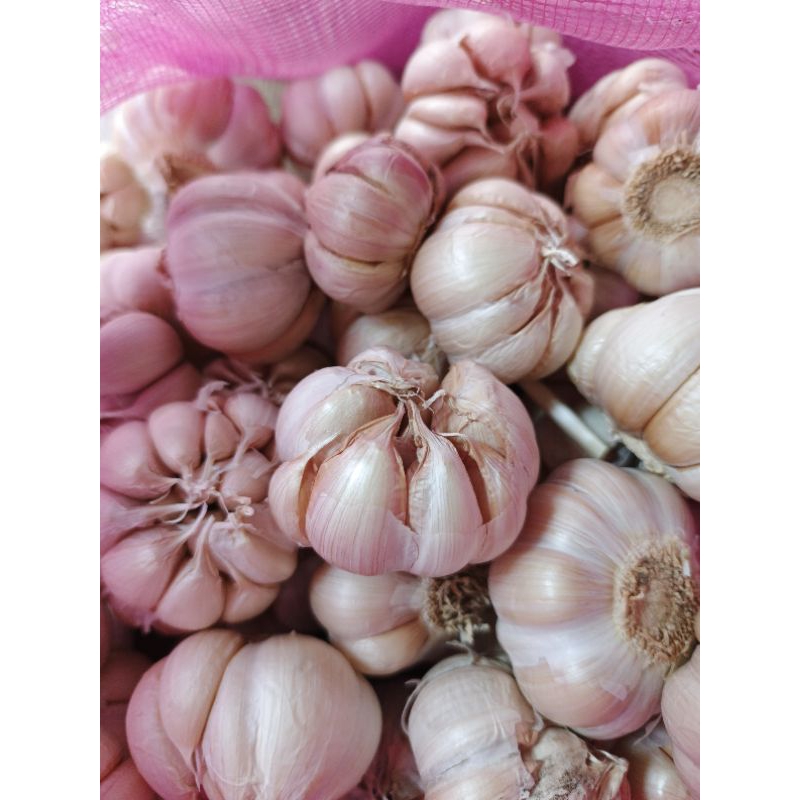 

BAWANG PUTIH SINCO KEMASAN 10KG