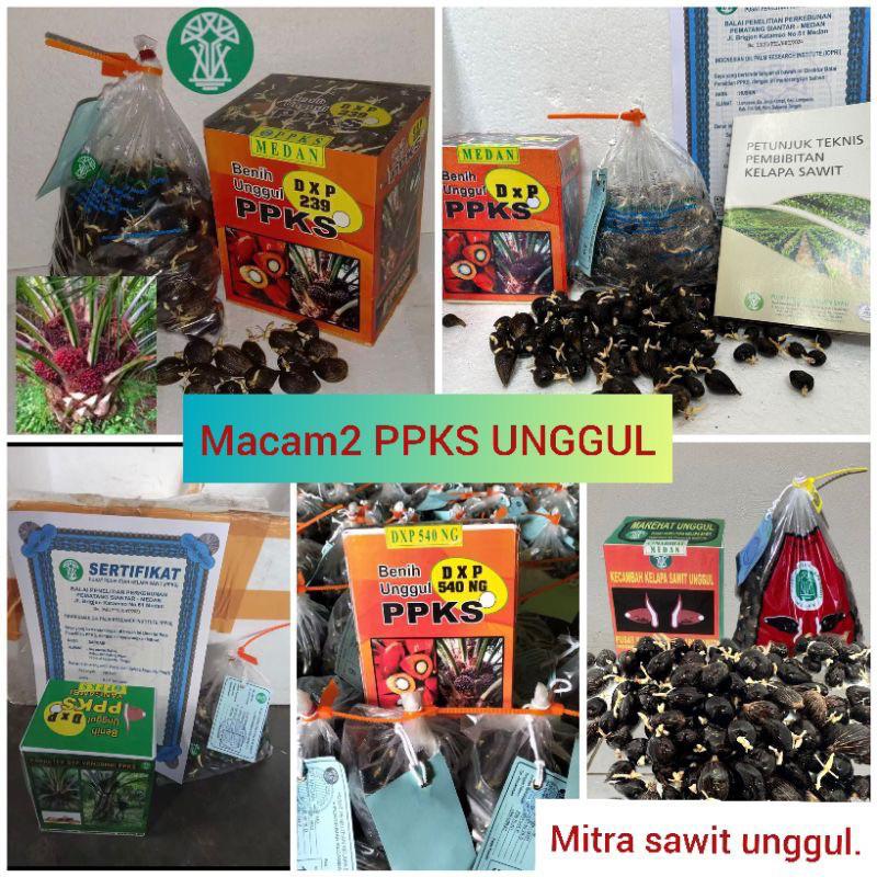 Benih Kecambah Polong Sawit DxP PPKS ASLI MEDAN unggul 2 kotak free sertifikat
