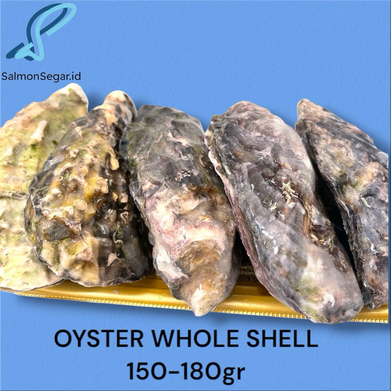 

Murotsu Frozen Shell Oyster - Sashimi Grade