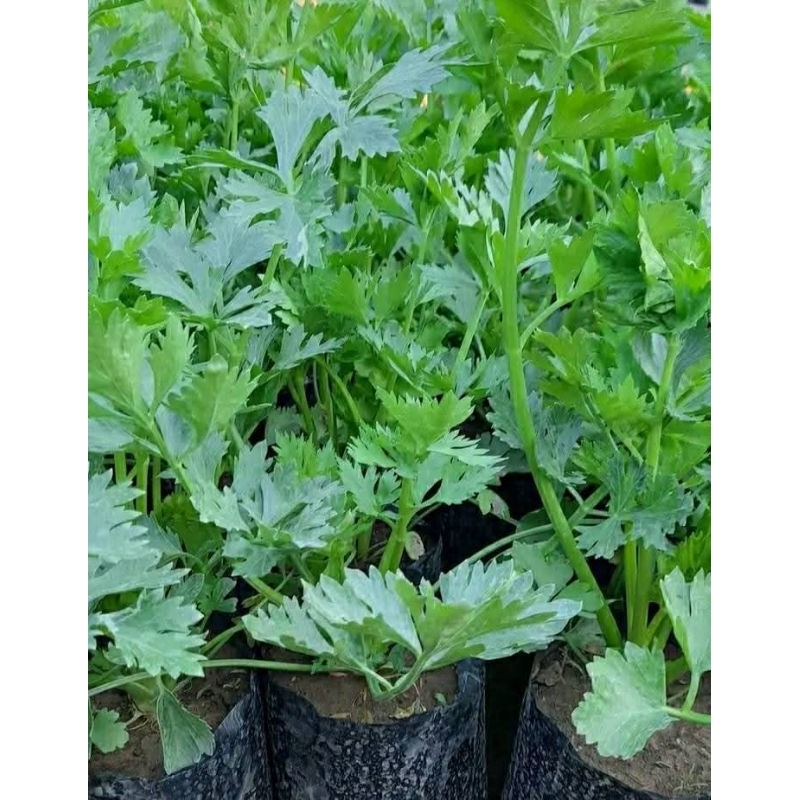 bibit daun seledri
