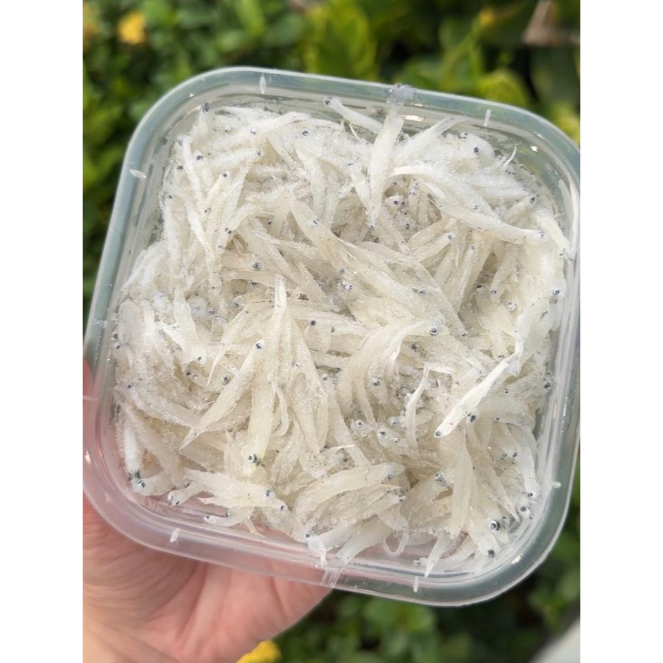 

Ikan teri nasi teri basah segar premium fresh frozen mpasi