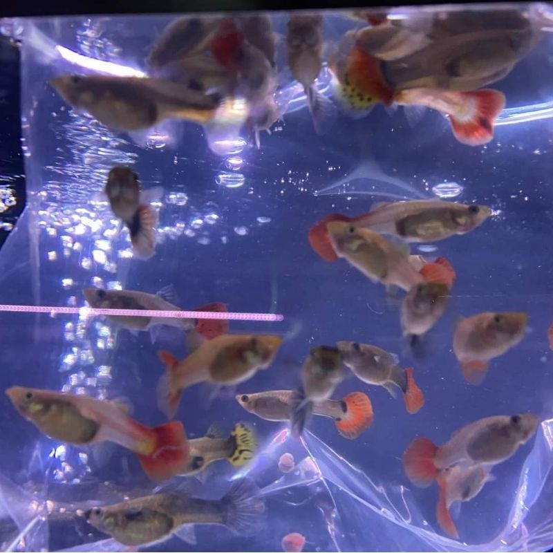 ikan guppy ternak min 10 pasang ikan hias air tawar ikan gapi ternak paket hemat