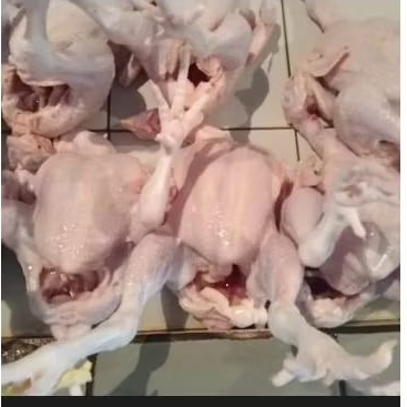 

Ayam 1ekor Uk Sedang