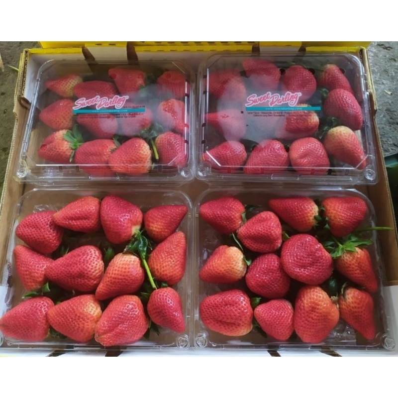 

Strawberry Jumbo Sweet Darling 1 Pack 454 Grm