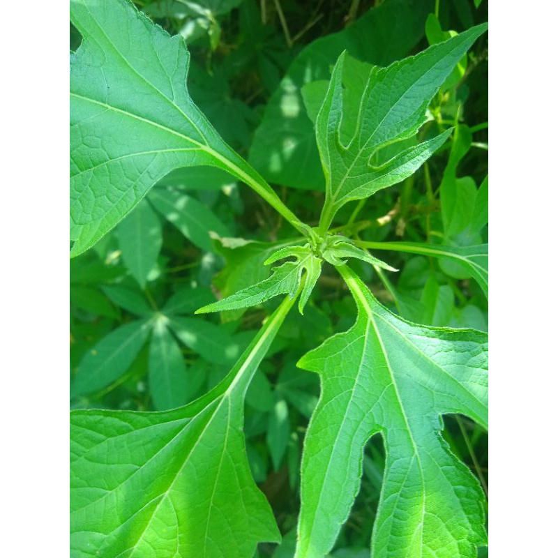 

daun insulin segar petik langsung paket 1 kg