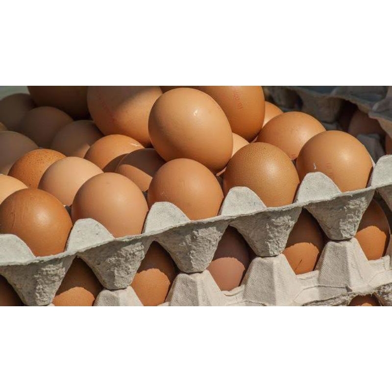 

Telur ayam segar dan berkualitas lngsung dari kandang