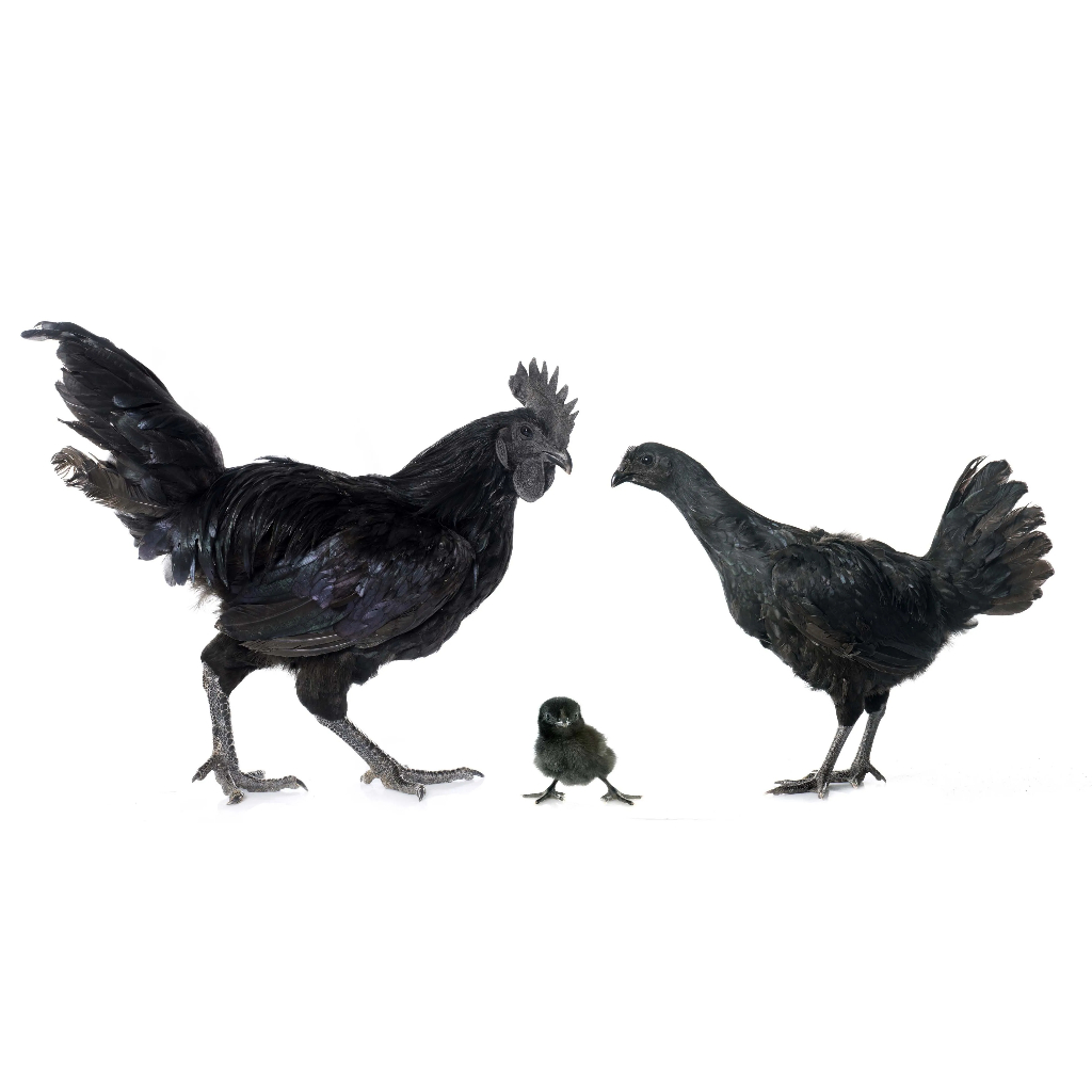 Ayam Cemani Hitam Dewasa Jantan Jago Pilihan Super