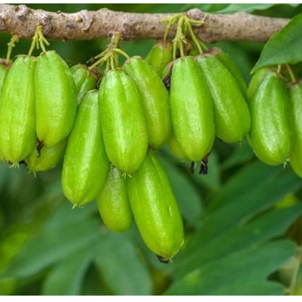 

Belimbing Wuluh Segar 250 Gram – Buah Asam Serbaguna untuk Masakan & Kesehatan
