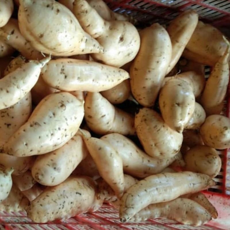 

UBI MADU CILEMBU PACET/TRAWAS SUPER 3KG
