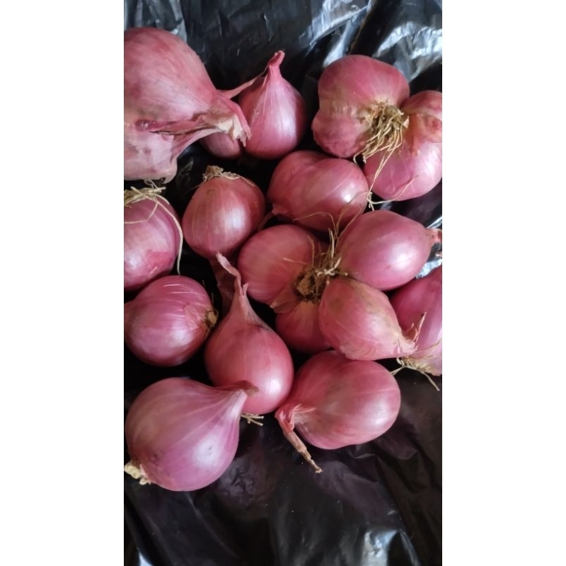 

Bawang merah/Bawang merah kering/Bawang merah murah