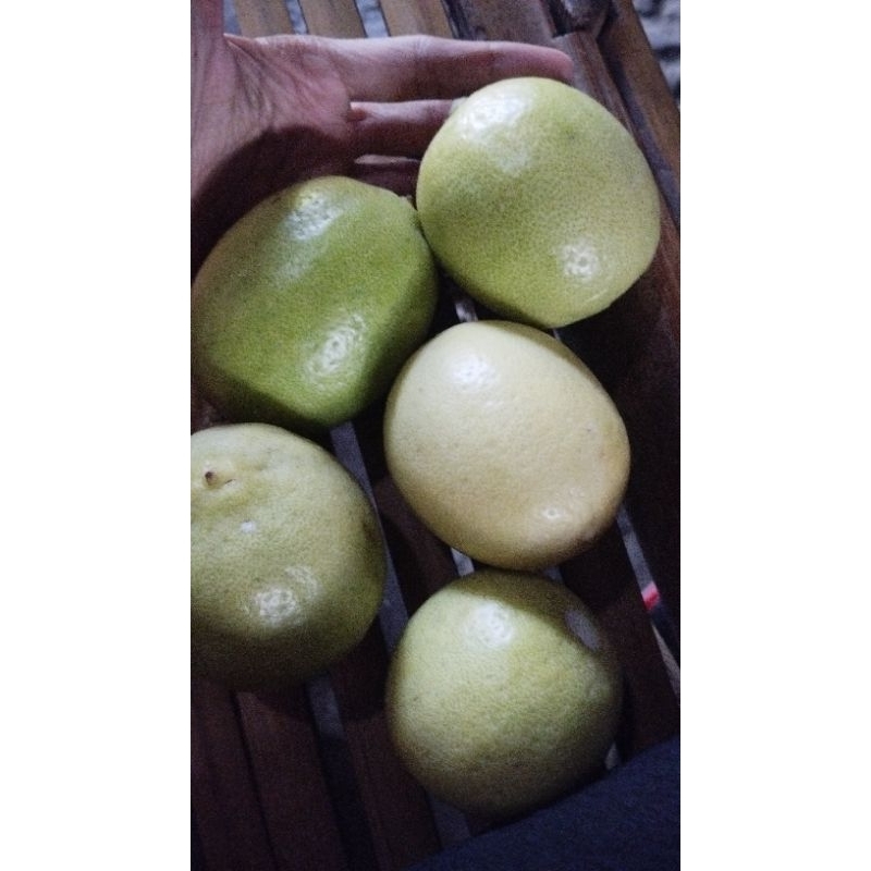 

lemon lokal berat 1kg