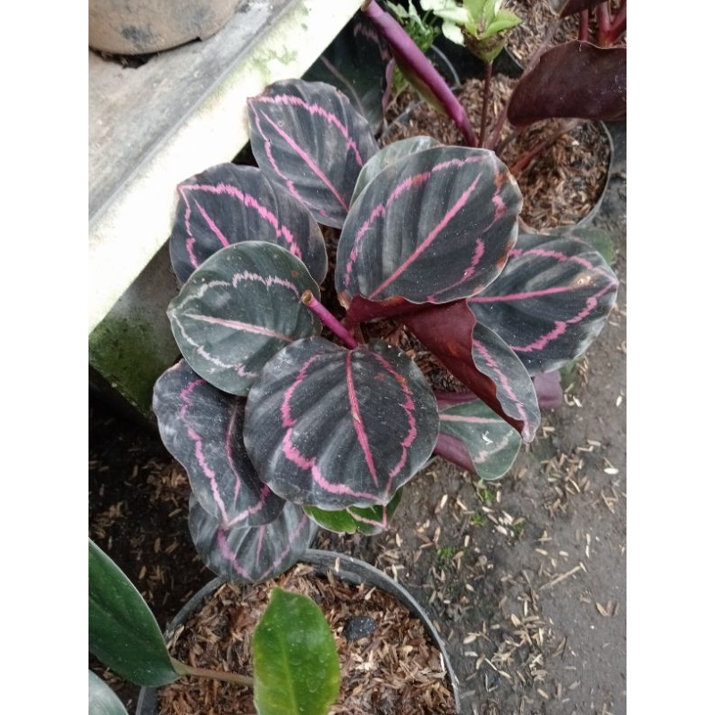 bibit tanaman bunga catalea black lipstik