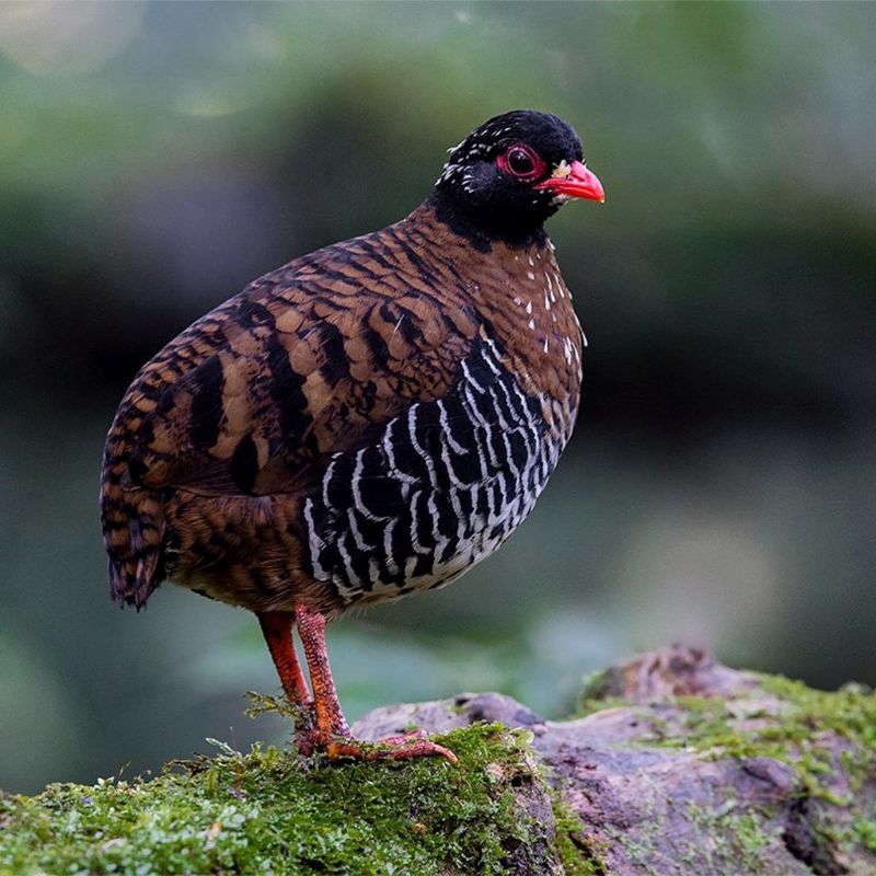 PUYUH GONGGONG PARUH MERAH SUPER "SANGAT LANGKA"