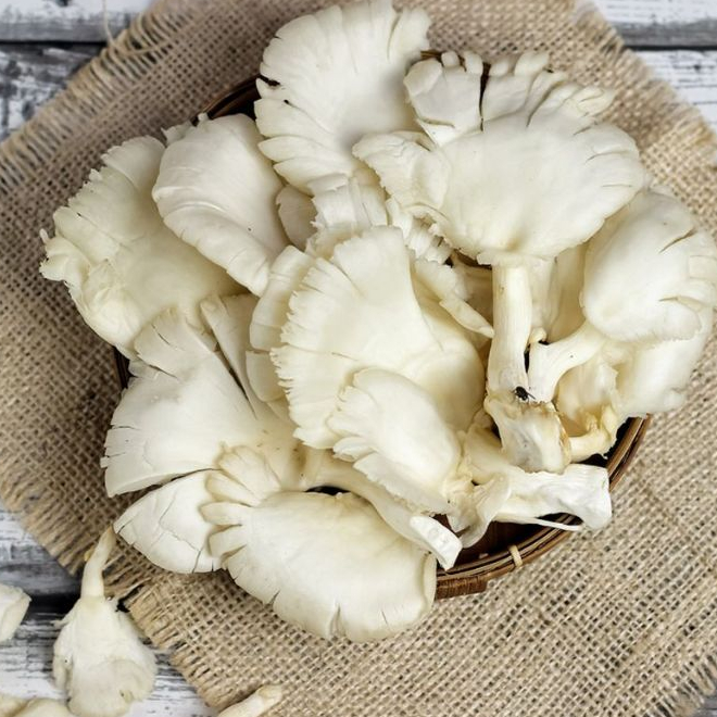 

Jamur Tiram Ammaryllis Sayur Segar