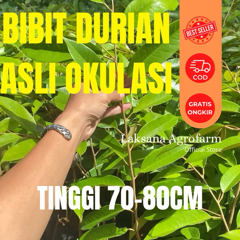 BIBIT DURIAN MEDIA TANAM UTUH TINGGI 70-80cm jenis MUSANG KING PREMIUM UNGGULAN