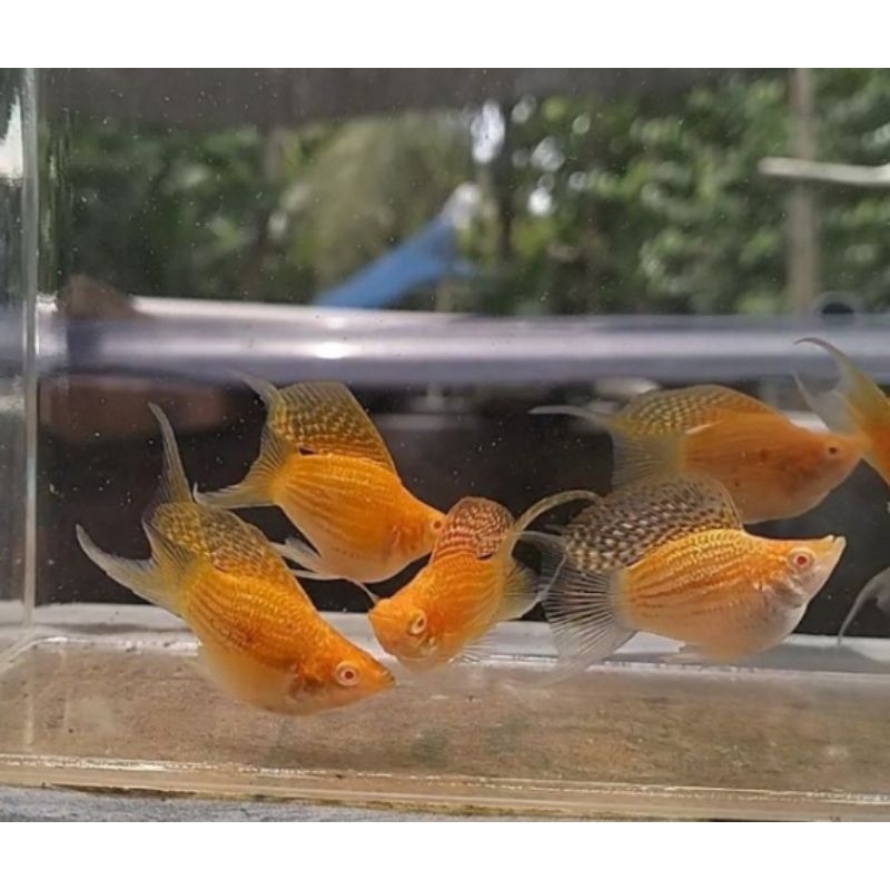 balon albino Yamabuki  lyretail