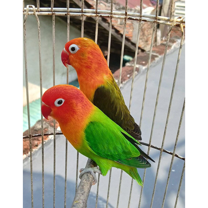Burung Lovebird Sepasang Pasjo Atau Paskun Jantan Dan Betina