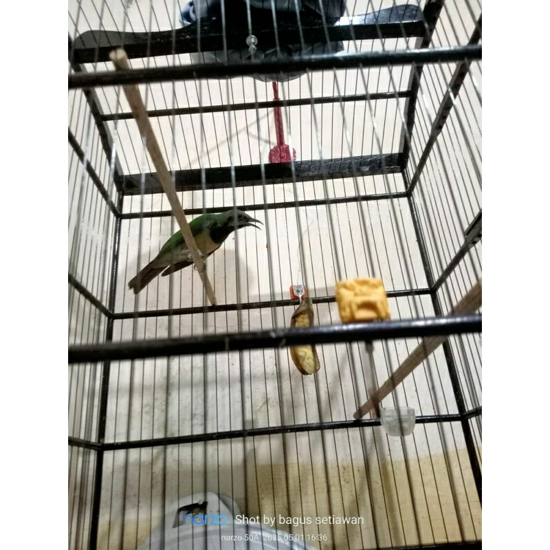 burung cucak cungkok gacor via instan