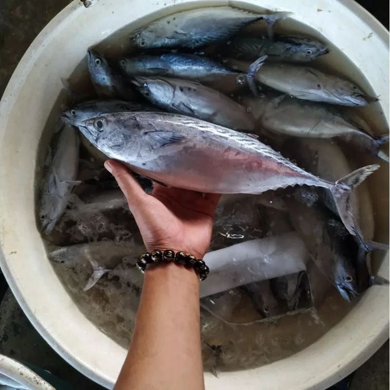 

IKAN TONGKOL SEGAR