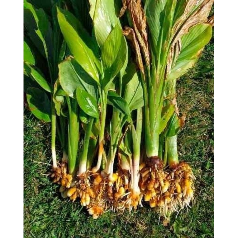 

kunyit segar kunyit asli koneng 500gram