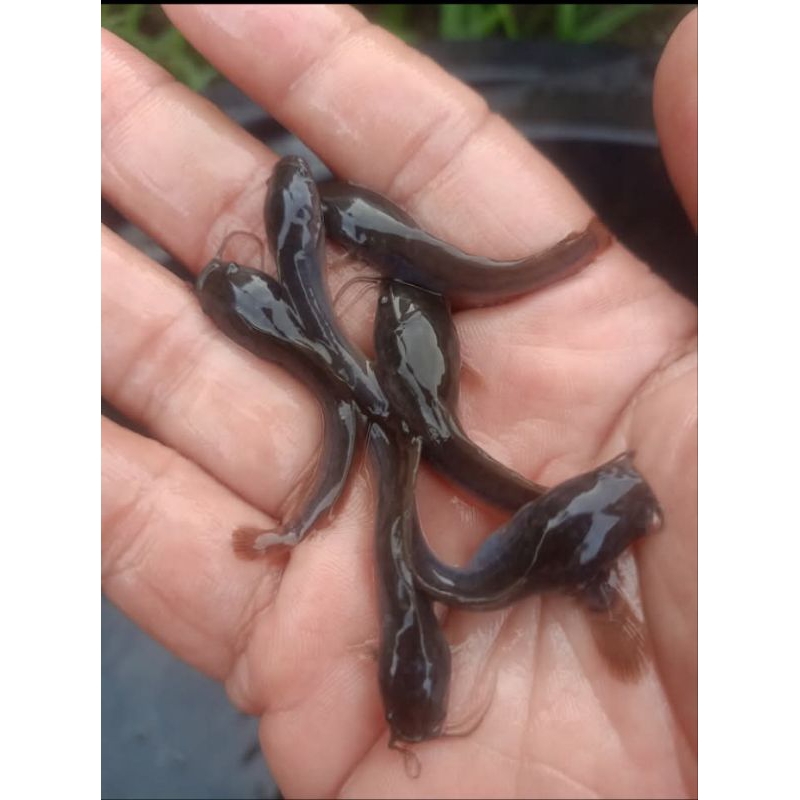 Bibit ikan lele ukuran 4--5cm paket isi 100 ekor