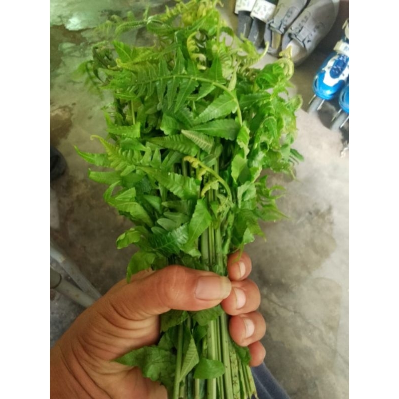 

pakis sayur pakis batang/ikat petik ddakan/chat sebelum co stok terbatas/Nafa berkah shopp