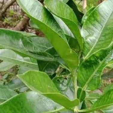 

Daun Jeruk Bali Segar 100Gram / dipetik dadakan