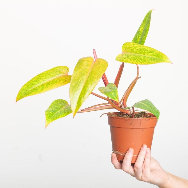 Promo COD tanaman hias philodendron painted lady - philodendron painted lady - philodendron variegat