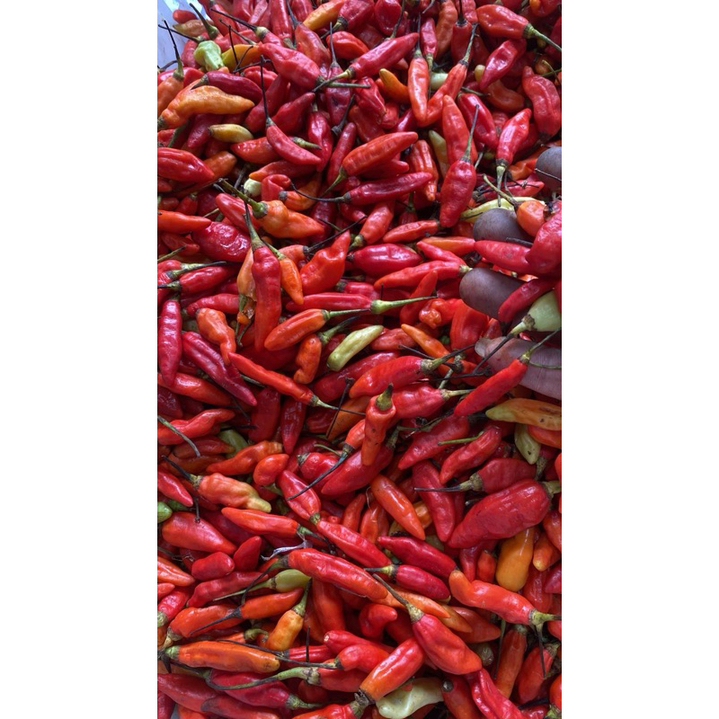 

Cabe rawit merah 500 gr