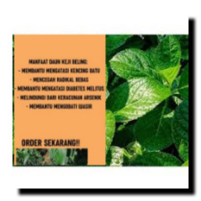 

daun keji beling 100 lmbr/ pecah beling fredhh segar organik