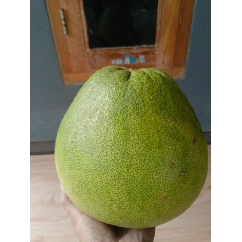 

2 KG JERUK PAMELO MADU ASLI MURIA MANIS SEGAR FRESH