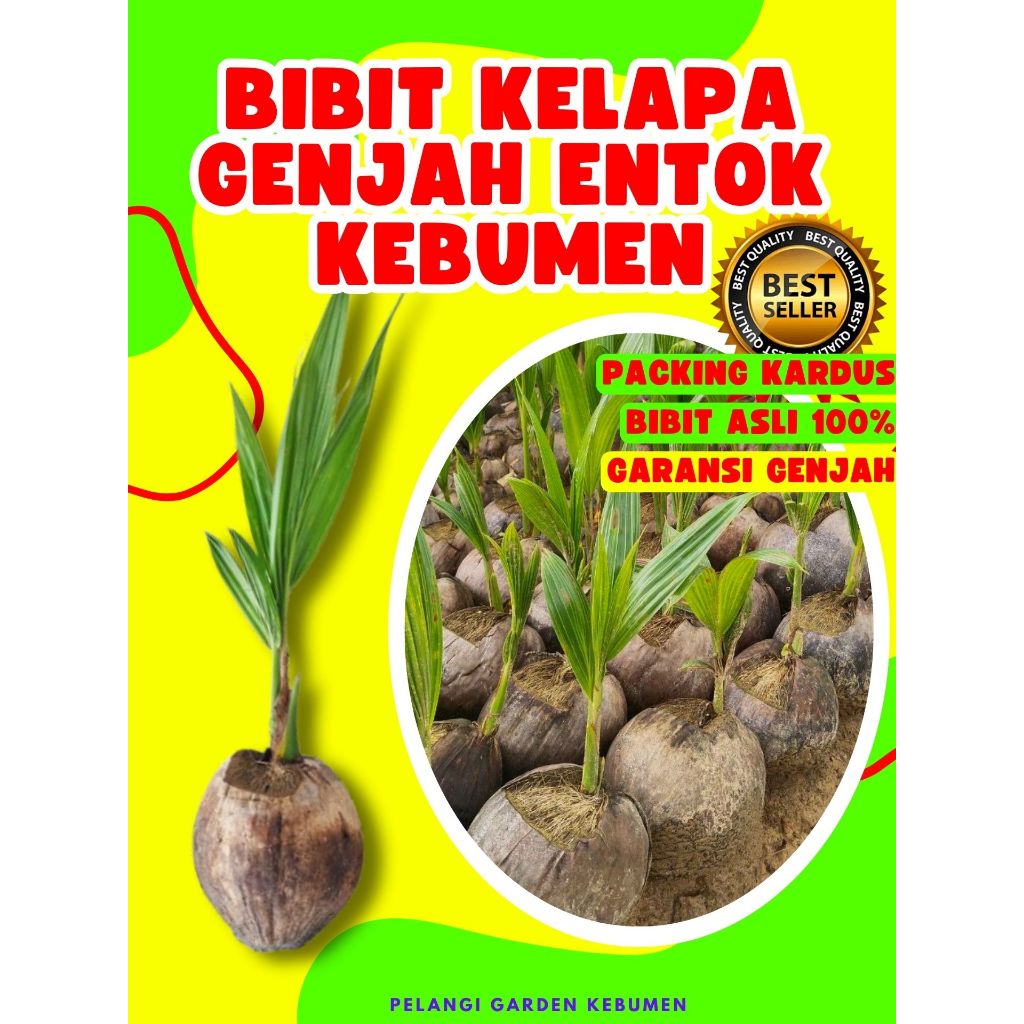 BIBIT UNGGUL.. Bibit Buah Kelapa Genjah Entok Kebumen, Bibit Buah Kelapa Genjah Entok, Bibit Buah Ke