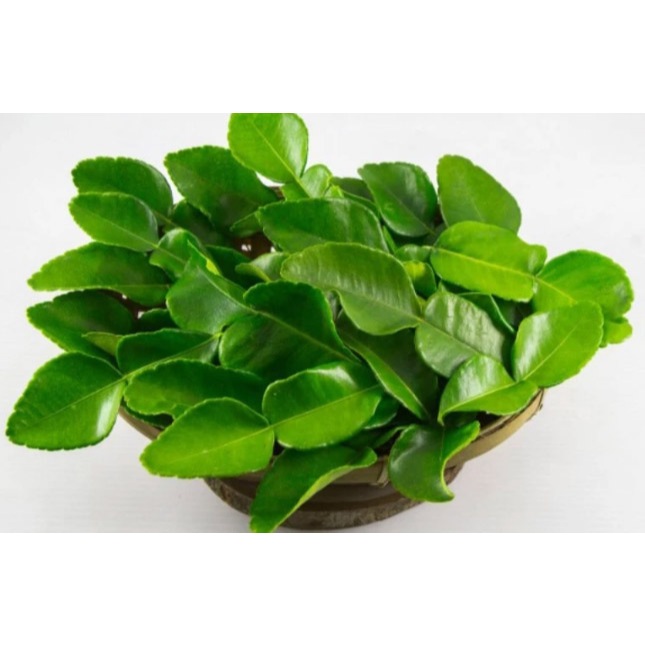 

Fresh Daun Jeruk Purut Bumbu Masak