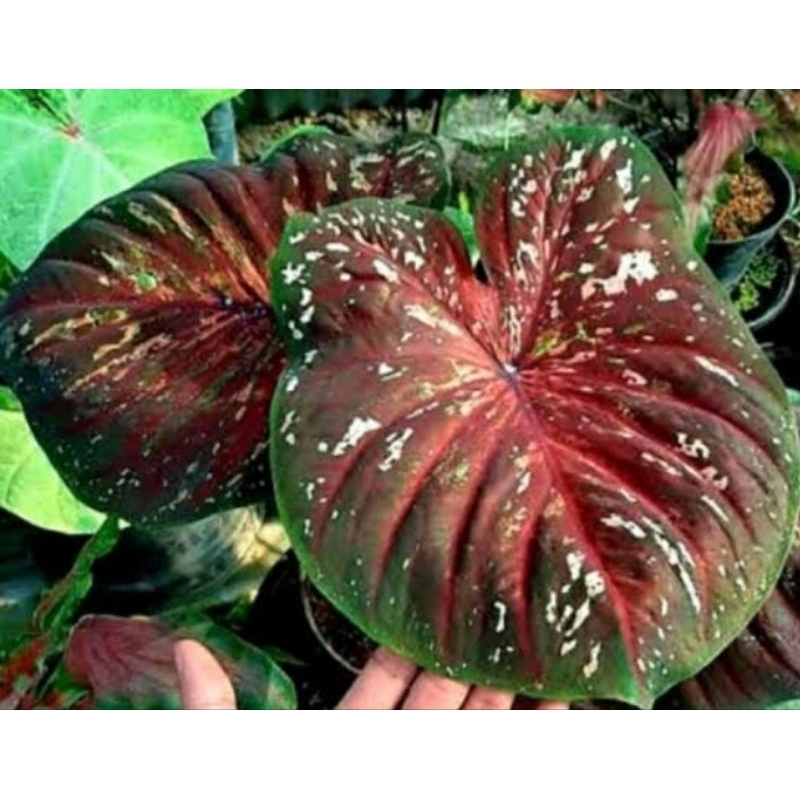 caladium doreng