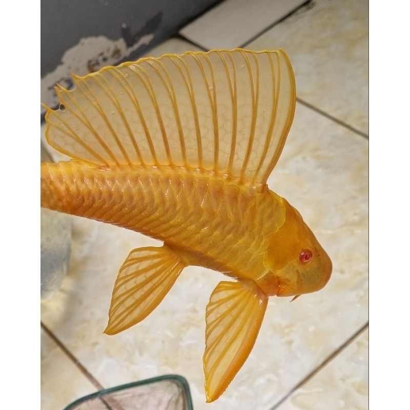 Gibbiceps / Sapu-Sapu Mentega Pleco L083 (Garansi Asli)