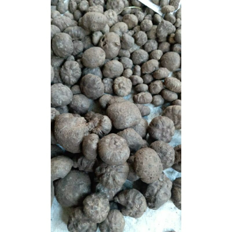 BIBIT PORANG LOKAL JATIM (KATAK SUPER DORMAN)