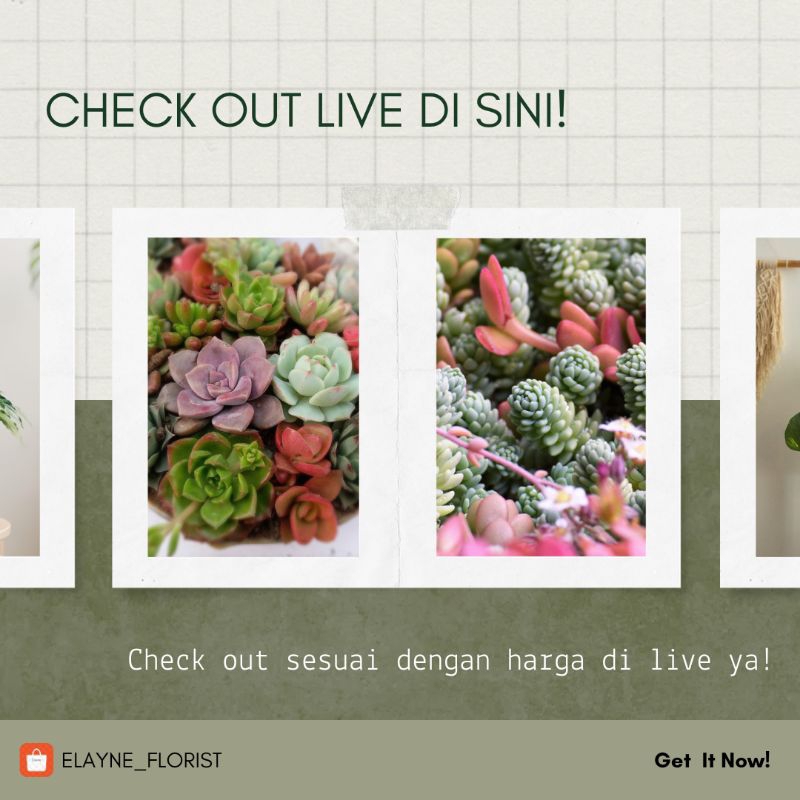 Check Out Live Elayne Florist 10k-50k