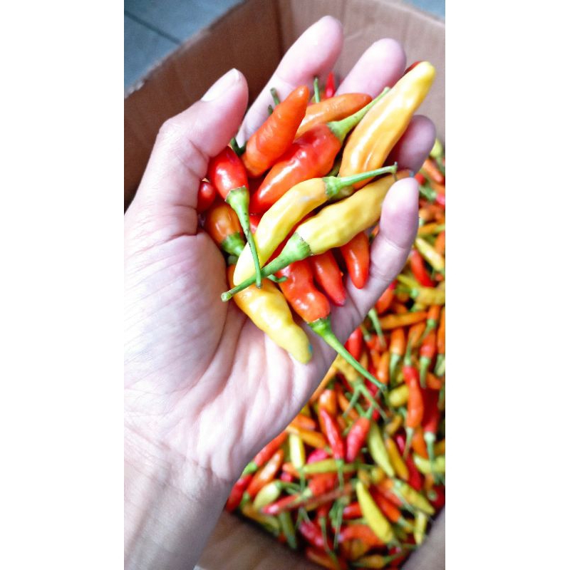 

Cabai Rawit ORI KALIBER/212 Fresh Langsung dari Petani
