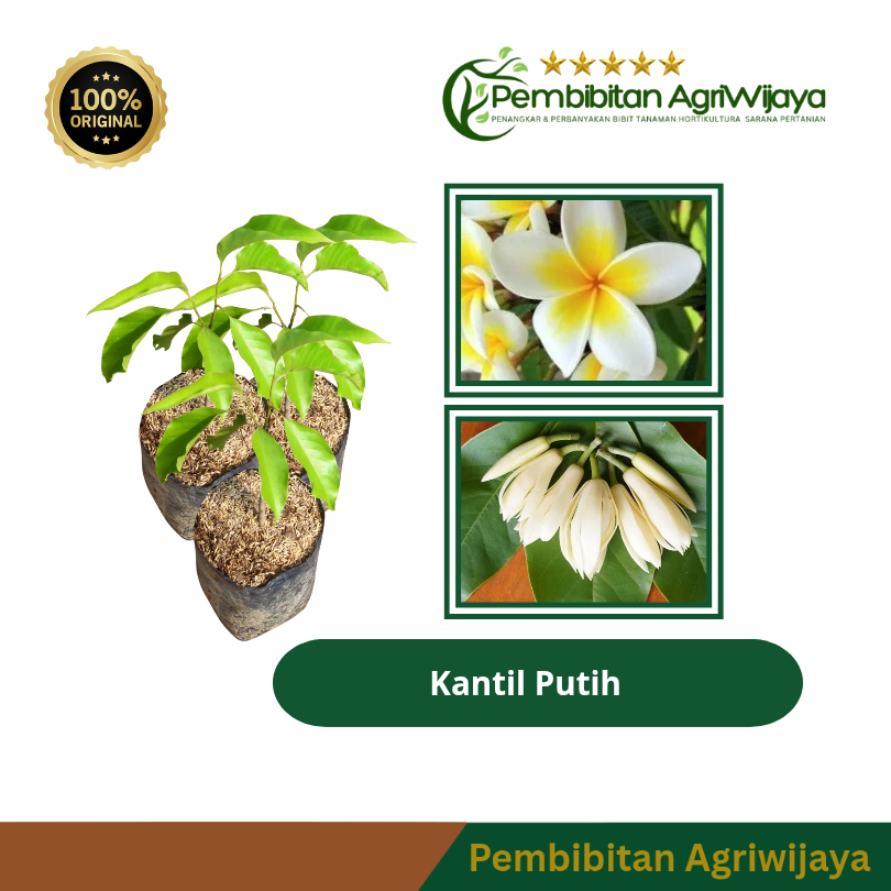 Bibit Kantil Putih Cangkok Super kualitas unggul asli original Pembibitan Agriwijaya