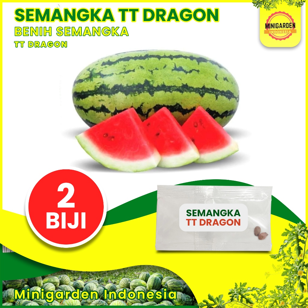 2 BENIH SEMANGKA TT DRAGON bibit tanaman buah semangka merah lonjong