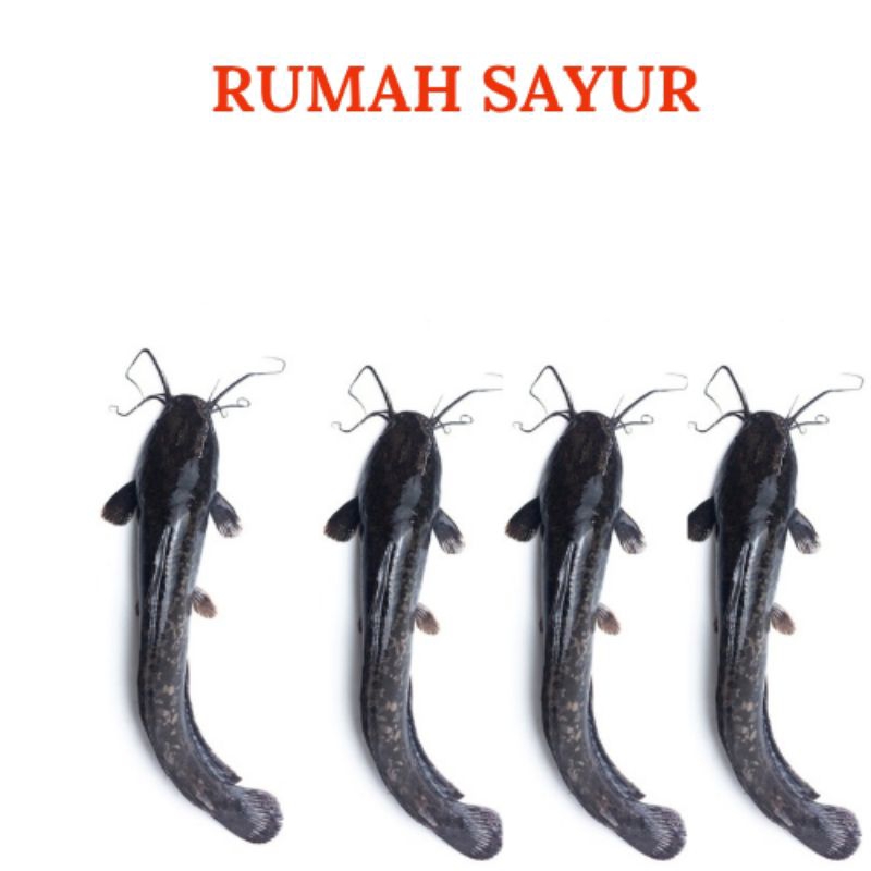 

Ikan Lele Berat 500gr