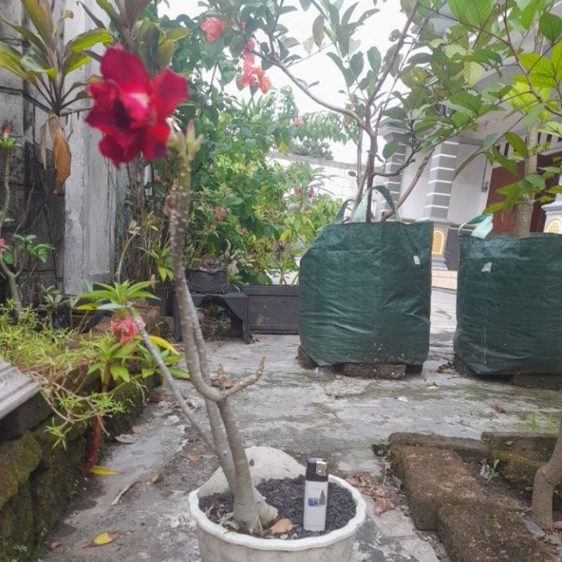Adenium bunga tumpuk merah ori