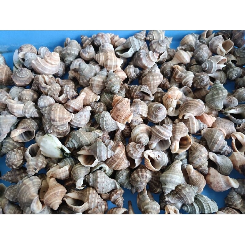 150pcs Rumah cangkang kelomang cangkang kerang Laut