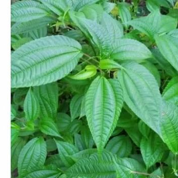 

lalapan poh pohan segar 100 gr