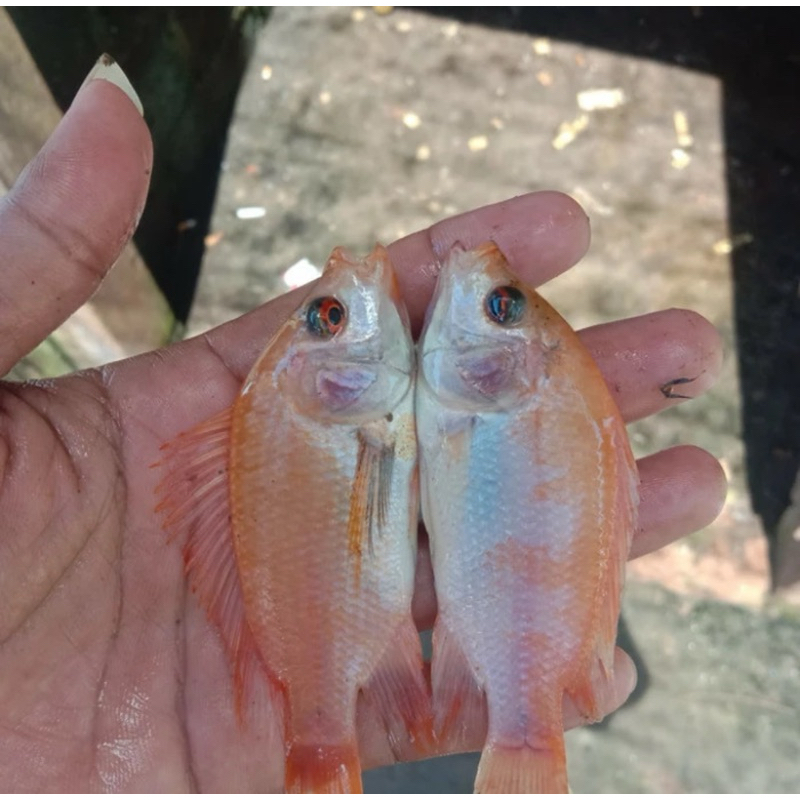 

ikan nila merah 50 ekor
