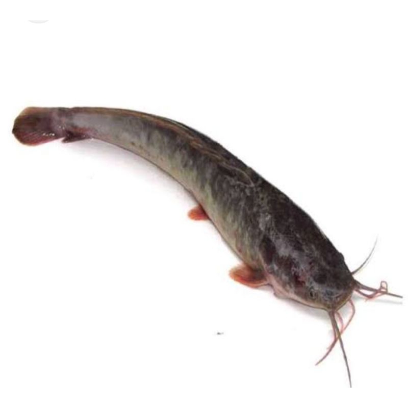 

Lele segar 1 kg