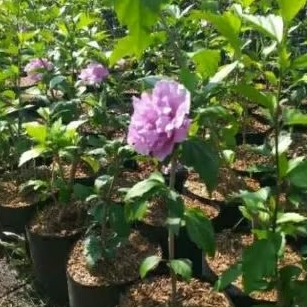 Tanaman Hias Hibiscus Ungu/Bunga Sepatu Ungu Rajin Berbunga