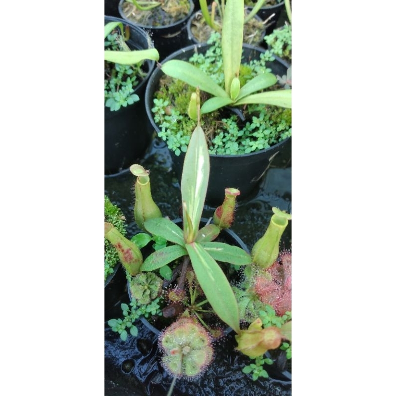 nepenthes kantong semar gracilis varigata