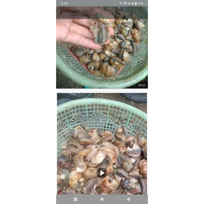 

bekicot Mateng ,bekicot hitam ,daging nyah ,siap dimasak ,sudah bersih per 500 g fh